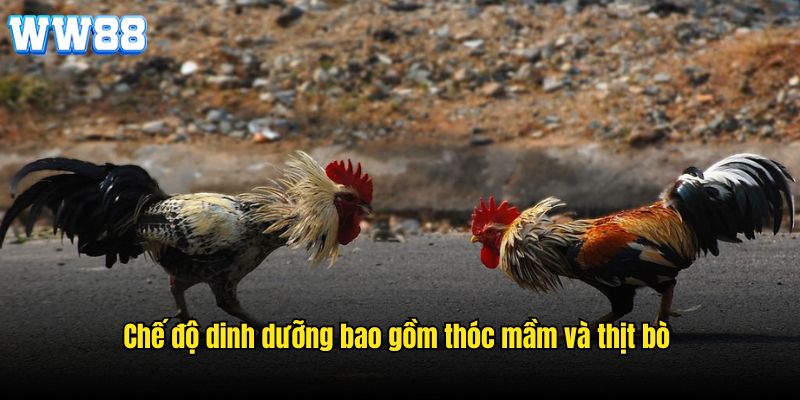 cách nuôi gà đá chân mạnh